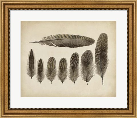 Framed Vintage Feathers VIII Print
