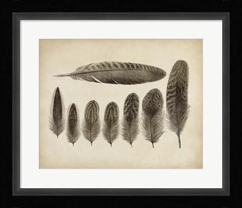 Framed Vintage Feathers VIII Print