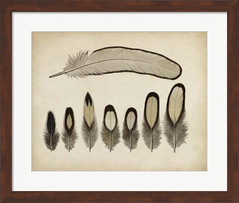 Framed Vintage Feathers IX Print