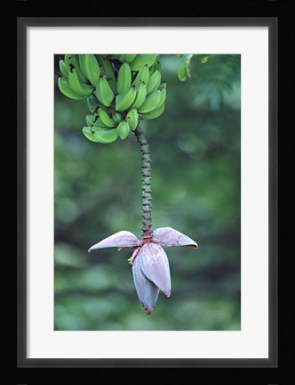 Framed Banana Flower Print