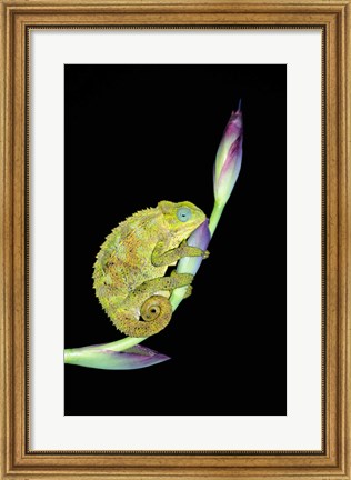 Framed Close-up of a chameleon sitting on a flower, Tanzania Print