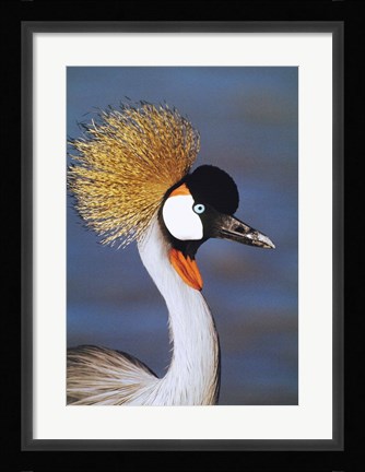 Framed Crowned Crane Tanzania Africa Print
