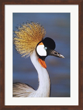 Framed Crowned Crane Tanzania Africa Print