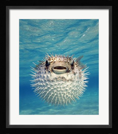 Framed Close-up of a Puffer fish, Bahamas Print
