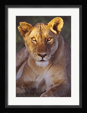 Framed Lioness Tanzania Africa Print