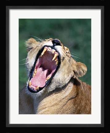 Framed Lioness Yawning, Tanzania Africa Print