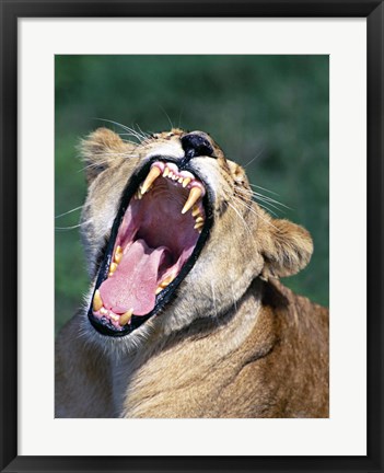 Framed Lioness Yawning, Tanzania Africa Print
