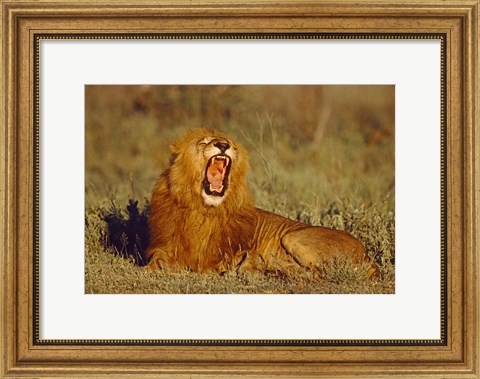 Framed Roaring Lion Tanzania Africa Print