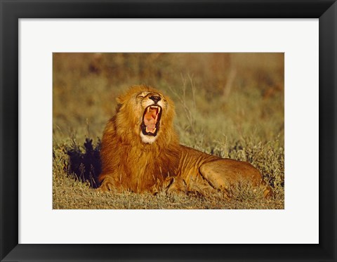 Framed Roaring Lion Tanzania Africa Print