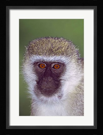 Framed Vervet Monkey Tanzania Africa Print