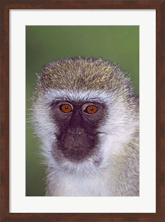 Framed Vervet Monkey Tanzania Africa Print