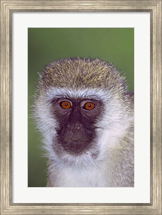 Framed Vervet Monkey Tanzania Africa Print