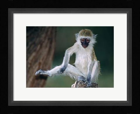 Framed Vervet Monkey Kenya Africa Print