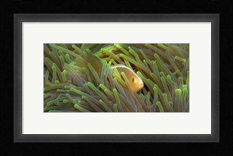 Framed Close-up of a Skunk Anemone fish and Indian Bulb Anemone Print