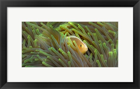 Framed Close-up of a Skunk Anemone fish and Indian Bulb Anemone Print