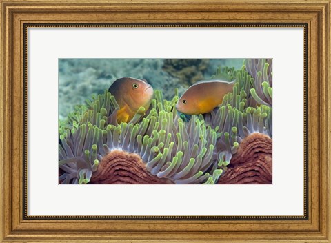 Framed Two Skunk Anemone fish and Indian Bulb Anemone Print