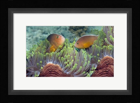 Framed Two Skunk Anemone fish and Indian Bulb Anemone Print