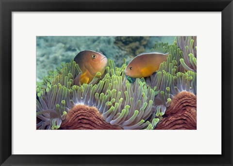 Framed Two Skunk Anemone fish and Indian Bulb Anemone Print