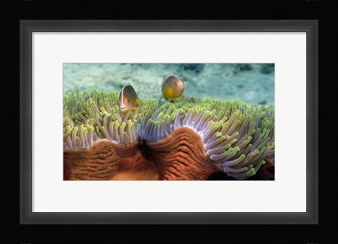 Framed Skunk Anemone and Indian Bulb Anemone Print