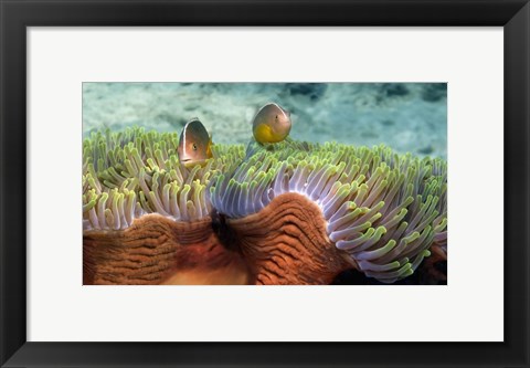 Framed Skunk Anemone and Indian Bulb Anemone Print