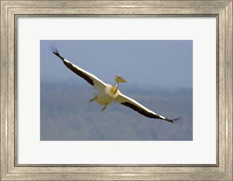 Framed African great white pelican Print