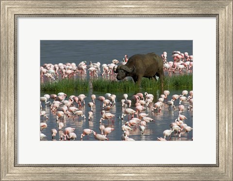 Framed Cape Buffalo and Lesser Flamingos Print