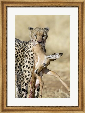 Framed Close-up of a cheetah carrying its kill Print