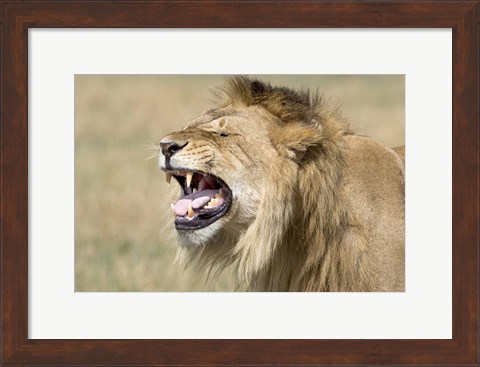 Framed Close-up of a male lion roaring Print