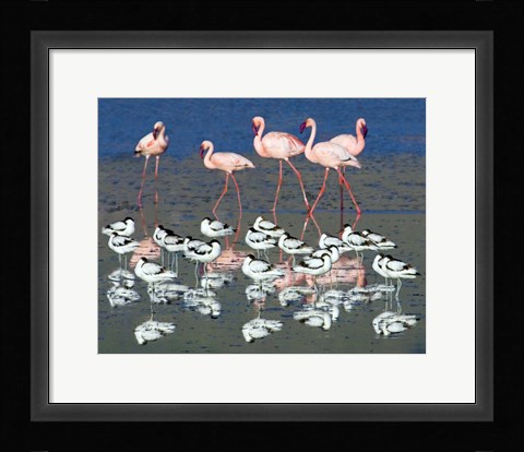 Framed Avocets and flamingos standing in water, Ngorongoro Crater, Ngorongoro Conservation Area, Tanzania Print