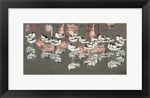 Framed Reflection of avocets and flamingos in water, Ngorongoro Crater, Ngorongoro Conservation Area, Tanzania Print