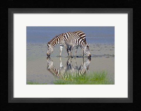 Framed Two zebras drinking water from a lake, Ngorongoro Conservation Area, Arusha Region, Tanzania (Equus burchelli chapmani) Print