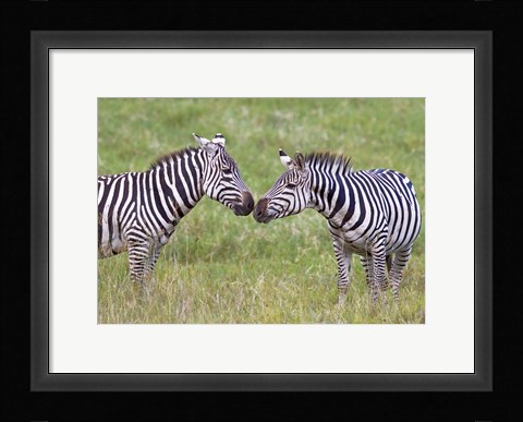 Framed Side profile of two zebras touching their snouts, Ngorongoro Crater, Ngorongoro Conservation Area, Tanzania Print
