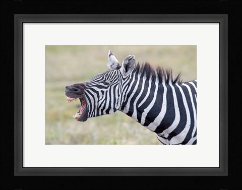 Framed Close-up of a zebra braying, Ngorongoro Crater, Ngorongoro Conservation Area Tanzania Print