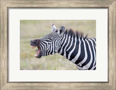Framed Close-up of a zebra braying, Ngorongoro Crater, Ngorongoro Conservation Area Tanzania Print