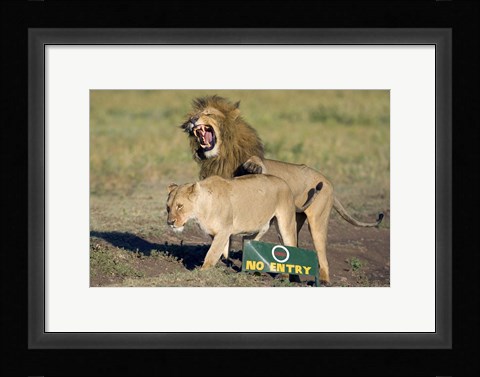 Framed Lion and a lioness mating, Ngorongoro Crater, Ngorongoro Conservation Area, Tanzania (Panthera leo) Print