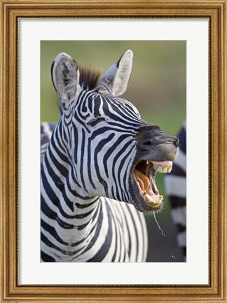 Framed Close-up of a zebra calling, Ngorongoro Crater, Ngorongoro Conservation Area, Tanzania Print