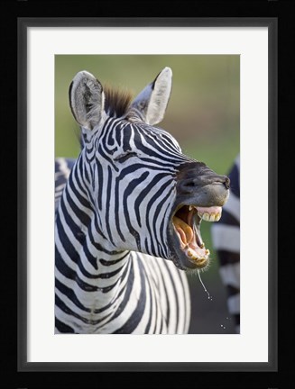Framed Close-up of a zebra calling, Ngorongoro Crater, Ngorongoro Conservation Area, Tanzania Print
