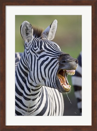 Framed Close-up of a zebra calling, Ngorongoro Crater, Ngorongoro Conservation Area, Tanzania Print