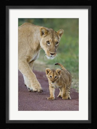 Framed Close-up of a lioness and her cub, Ngorongoro Crater, Ngorongoro Conservation Area, Tanzania (Panthera leo) Print