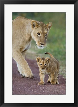 Framed Close-up of a lioness and her cub, Ngorongoro Crater, Ngorongoro Conservation Area, Tanzania (Panthera leo) Print