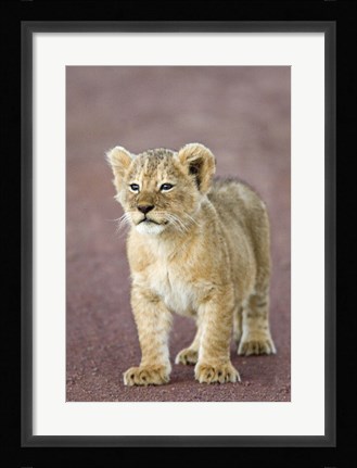 Framed Close-up of a lion cub standing, Ngorongoro Crater, Ngorongoro Conservation Area, Tanzania (Panthera leo) Print