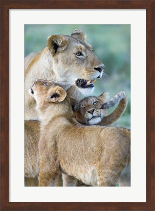 Framed Close-up of a lioness and her two cubs, Ngorongoro Crater, Ngorongoro Conservation Area, Tanzania (Panthera leo) Print