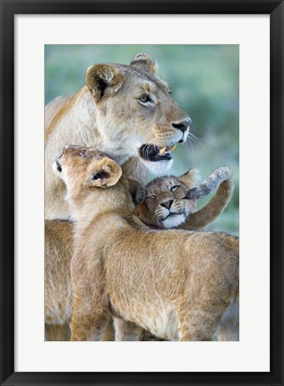 Framed Close-up of a lioness and her two cubs, Ngorongoro Crater, Ngorongoro Conservation Area, Tanzania (Panthera leo) Print