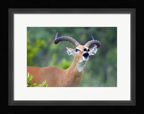 Framed Close-up of an impala (Aepyceros melampus) Print
