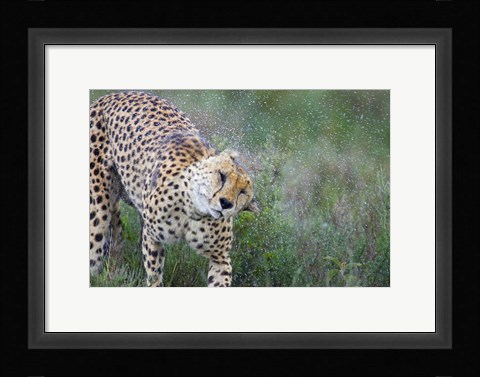 Framed Cheetah shaking off water from its body, Ngorongoro Conservation Area, Tanzania (Acinonyx jubatus) Print