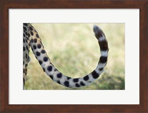 Framed Close-up of a cheetah&#39;s tail, Ngorongoro Conservation Area, Arusha Region, Tanzania (Acinonyx jubatus) Print