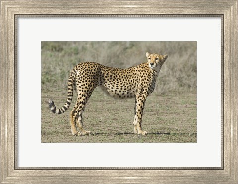 Framed Side profile of a cheetah, Ngorongoro Conservation Area, Arusha Region, Tanzania (Acinonyx jubatus) Print