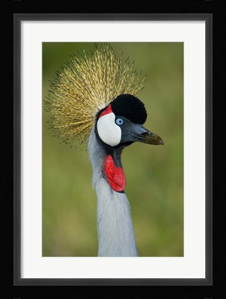 Framed Close-up of a Grey Crowned crane, Ngorongoro Conservation Area, Arusha Region, Tanzania (Balearica regulorum) Print