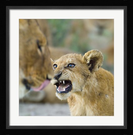 Framed Lion Cub and Mother, Ngorongoro Conservation Area, Arusha Region, Tanzania (Panthera leo) Print