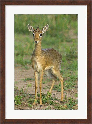 Framed Kirk&#39;s dik-dik, Tarangire National Park, Arusha Region, Tanzania Print